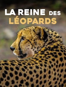 La reine des léopards
