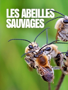 Les abeilles sauvages