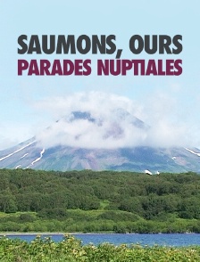 Saumons, ours, parades nuptiales