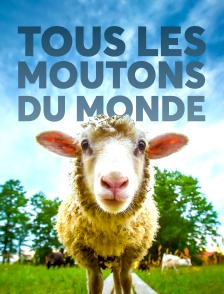 Tous les moutons du monde