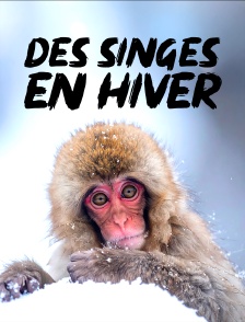 Des singes en hiver : les macaques japonais