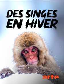 Arte - Des singes en hiver : les macaques japonais