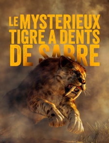 Le mystérieux tigre à dents de sabre