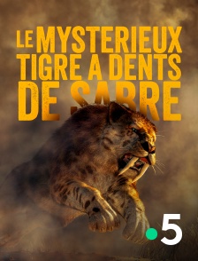 Le mystérieux tigre à dents de sabre