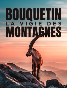 Bouquetin, la vigie des montagnes