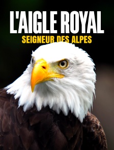 L'aigle royal, seigneur des Alpes