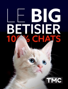 Le big bêtisier 100% chats