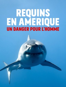 Requins en Amérique : un danger pour l'homme