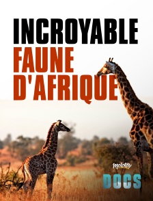 Incroyable faune d'afrique
