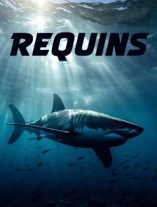 Requins