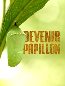 Devenir papillon