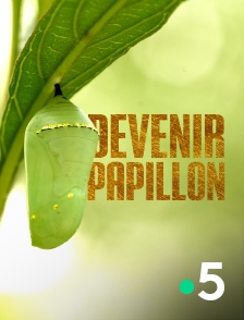 France 5 - Devenir papillon