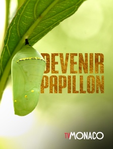TV Monaco - Devenir papillon