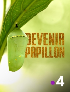 France 4 - Devenir papillon