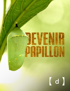 France TV Docs - Devenir papillon