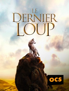 OCS - Le dernier loup