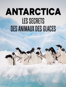 Antarctica, les secrets des animaux des glaces