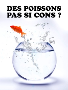 Des poissons pas si cons ?