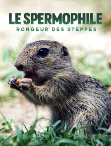 Le spermophile, rongeur des steppes