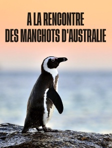 A la rencontre des manchots d'Australie