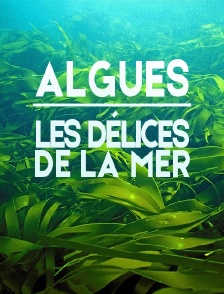Algues : les Délices de la Mer