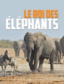 Le roi des éléphants