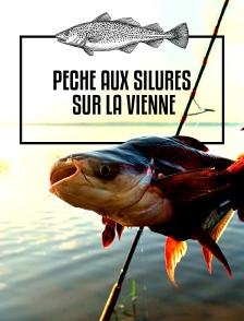 Pêche aux silures sur la Vienne