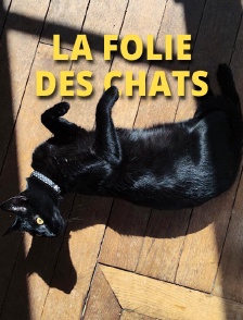 La folie des chats