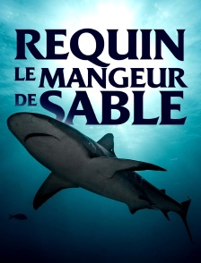 Requin, le mangeur de sable