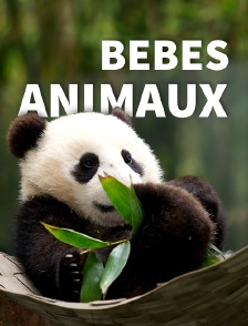 Premiers pas dans la vie sauvage