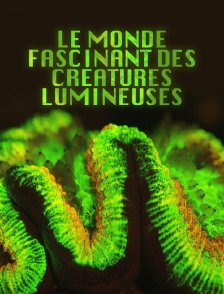 Le monde fascinant des créatures lumineuses