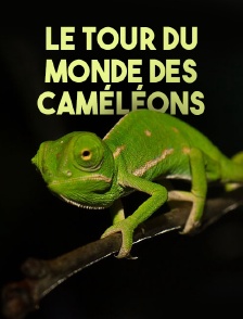 Le tour du monde des caméléons