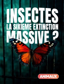 Animaux - Insectes, la sixième extinction massive ?