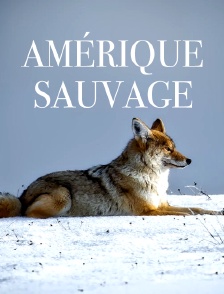 Amérique sauvage
