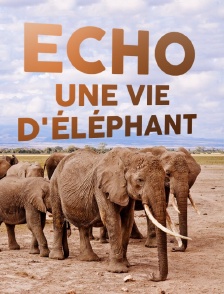 Echo, une vie d'éléphant
