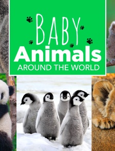 Baby Animals Around the World