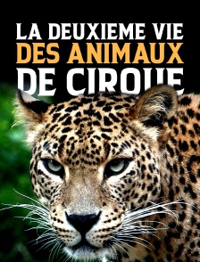 La deuxième vie des animaux de cirque