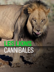 Les lions cannibales