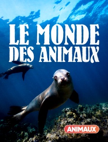 Animaux - Le monde des océans