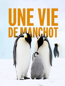 Une vie de manchot