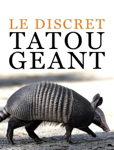 Le discret tatou géant