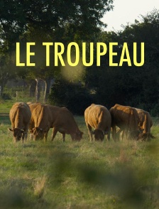 Le troupeau