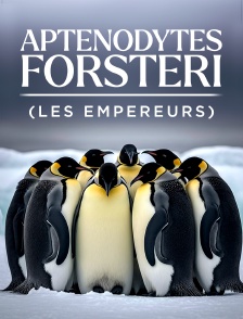 Aptenodytes forsteri (les empereurs)