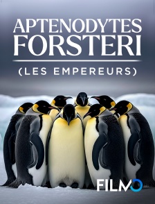 Aptenodytes forsteri (les empereurs)