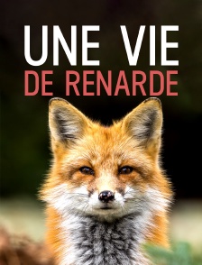 Une vie de renarde