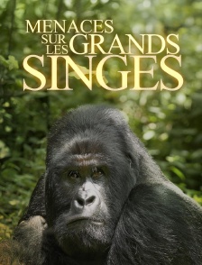 En danger : menace sur les grands singes