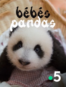 France 5 - Bébés pandas