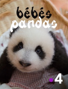 Bébés pandas