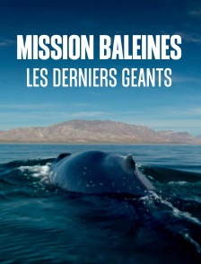 Mission Baleines : Les derniers géants