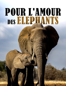 Pour l'amour des éléphants